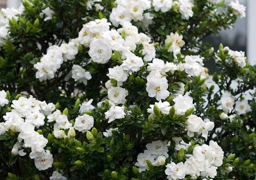 Plantar gardênia no jardim Plantar gardênia no jardim