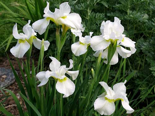 Como plantar Íris Como plantar Íris