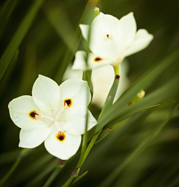 Como plantar moreia Como plantar moreia