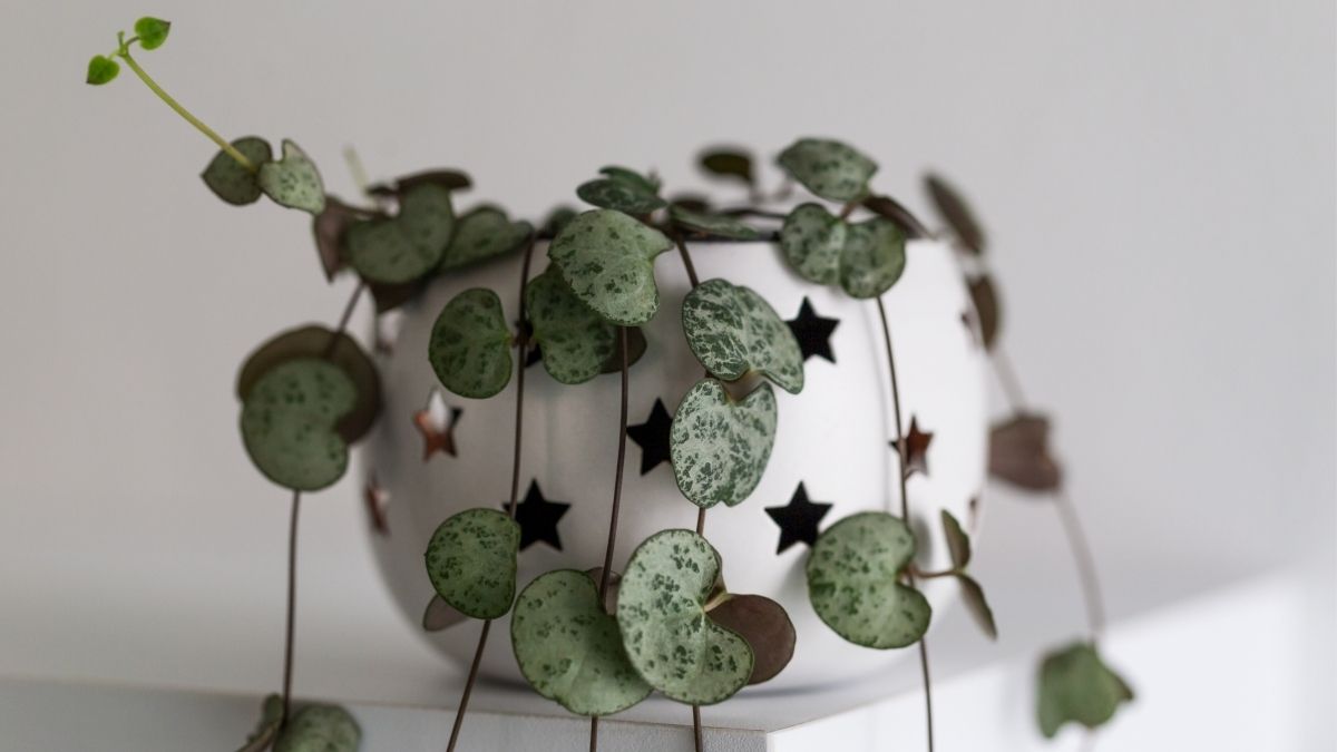 Plantas em formato de coração: Corações emaranhados 9 plantas em formato de coração: conheça opções charmosas para dar um toque de amor à sua casa