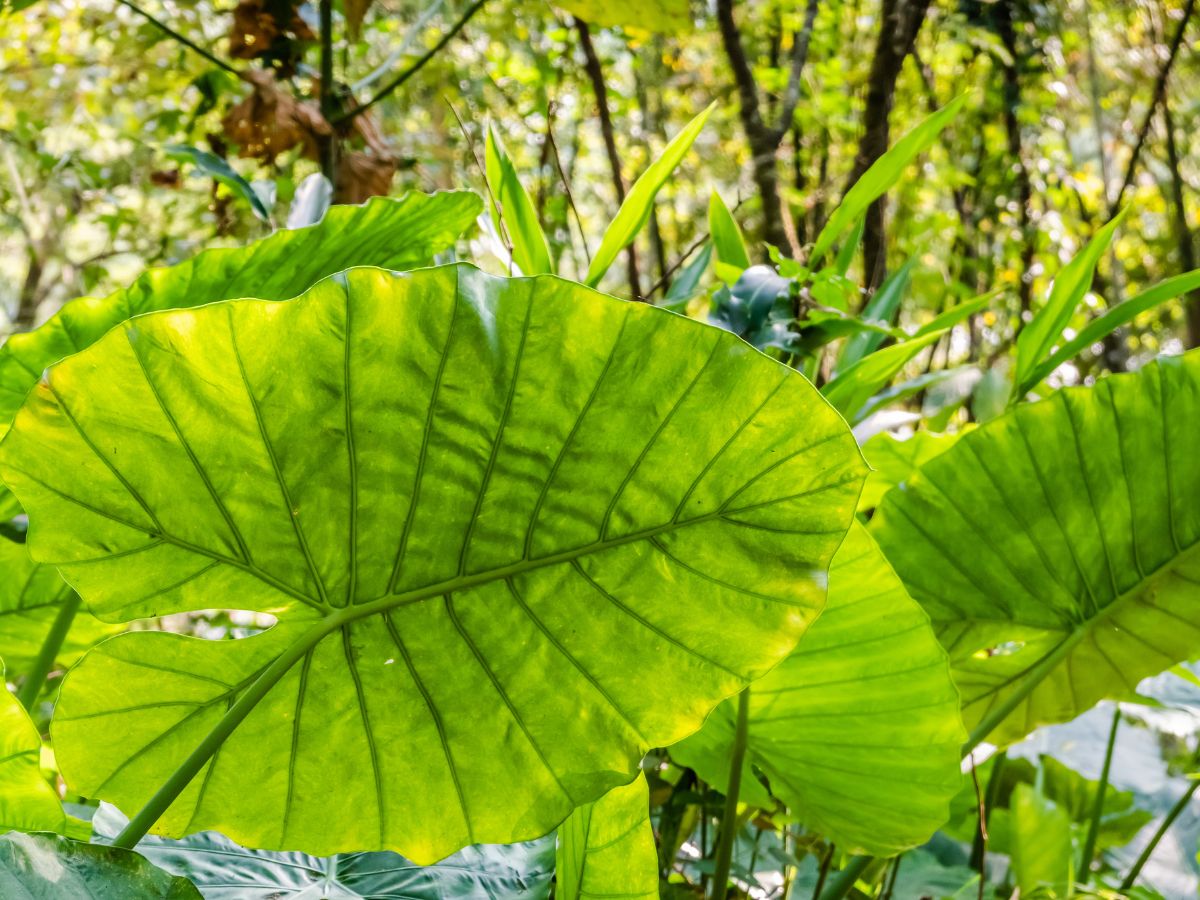 folhas grandes de alocásia