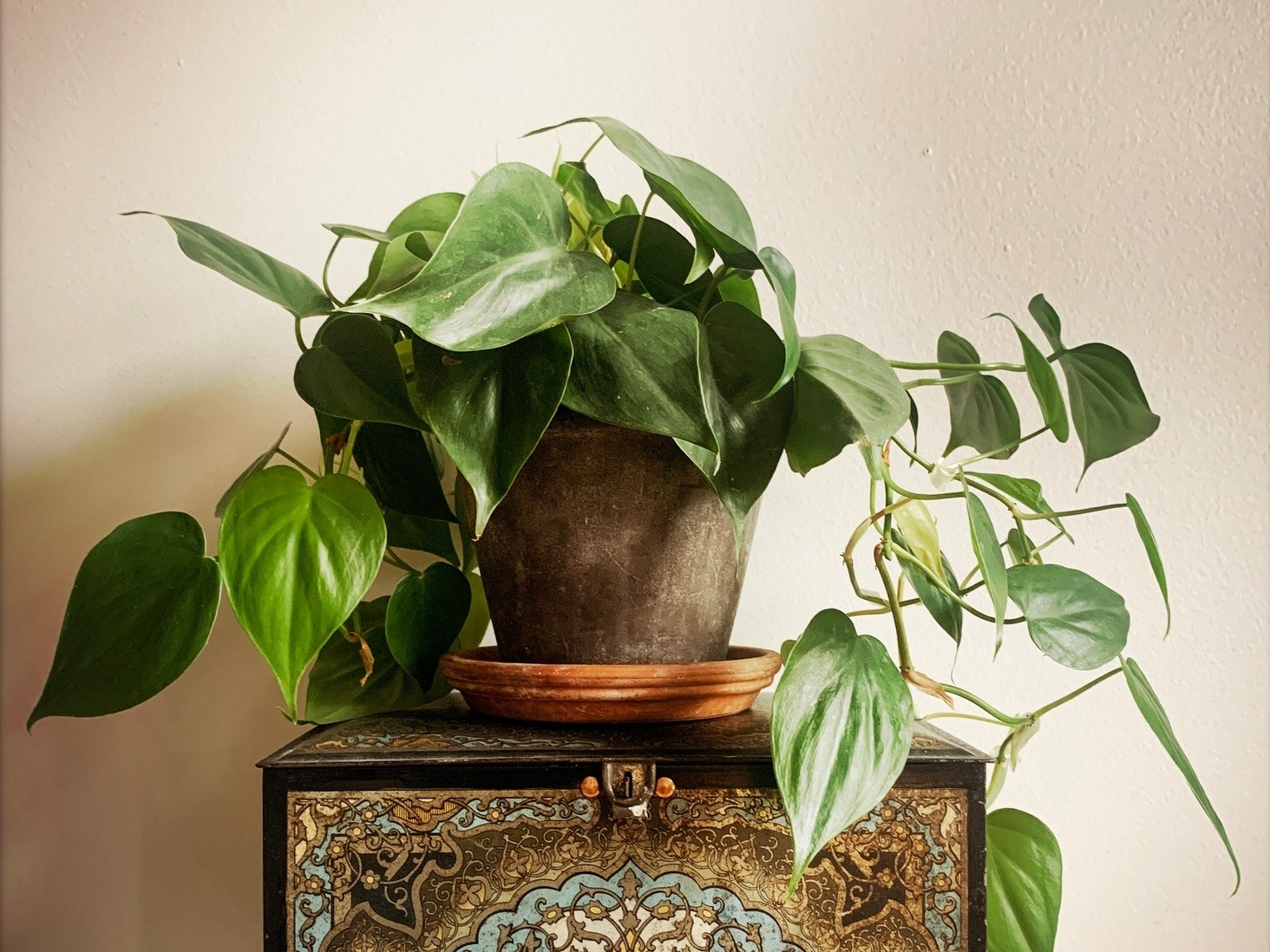 filodendro Plantas em formato de coração: filodendro coração