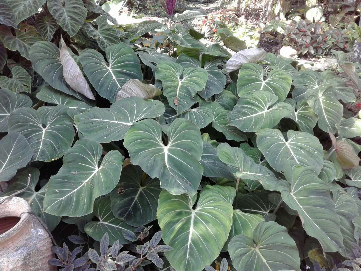 plantas em formato de coração: filodendro glorioso plantas em formato de coração: filodendro glorioso