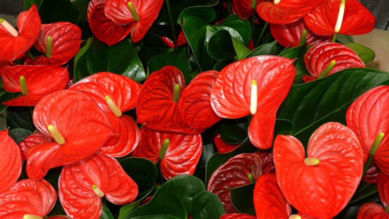 Antúrios Vermelhos Plantas em formato de coração: Singônio Antúrio