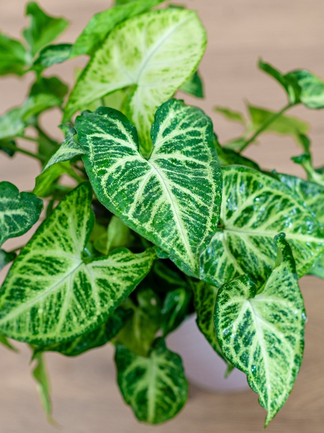 Plantas em formato de coração: Singônio Plantas em formato de coração: Singônio