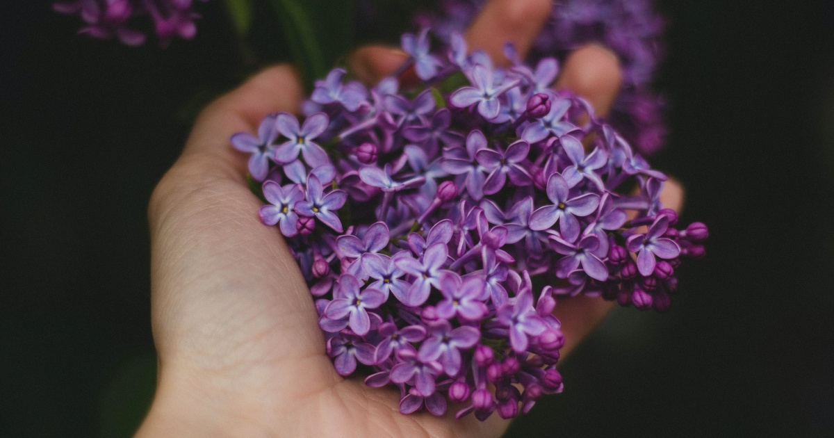 Melhor que mosqueteiro! Essas plantas de vaso afastam os mosquitos da dengue e outros insetos