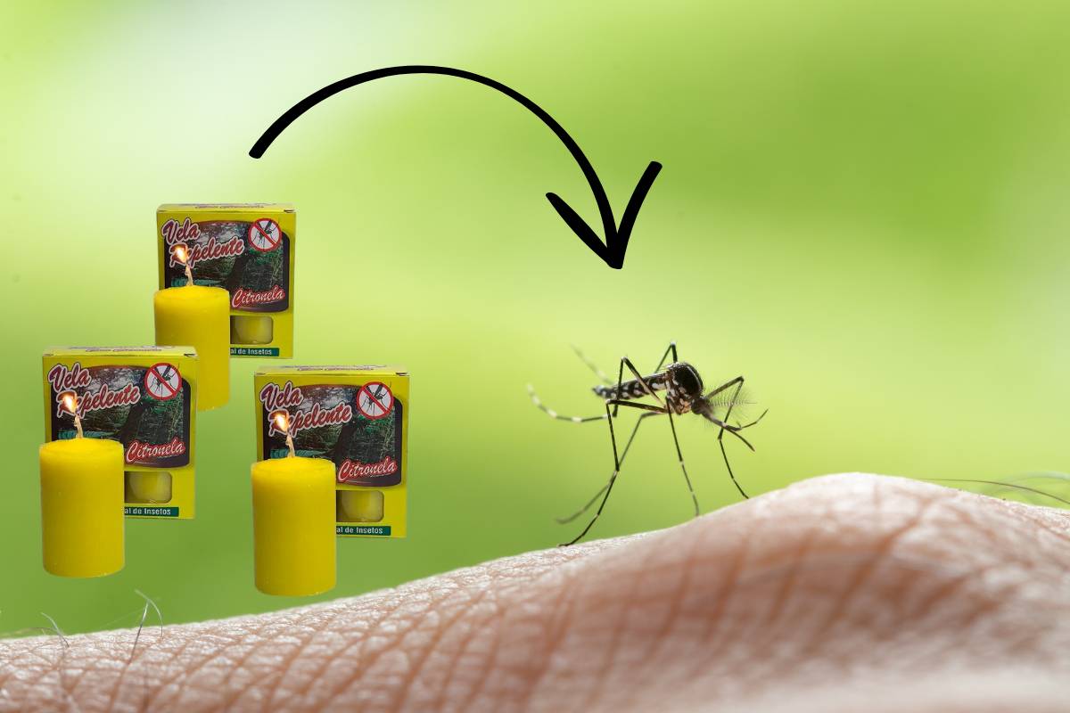 Vela de citronela consegue MESMO repelir mosquitos? Teste estas outras sugestões!