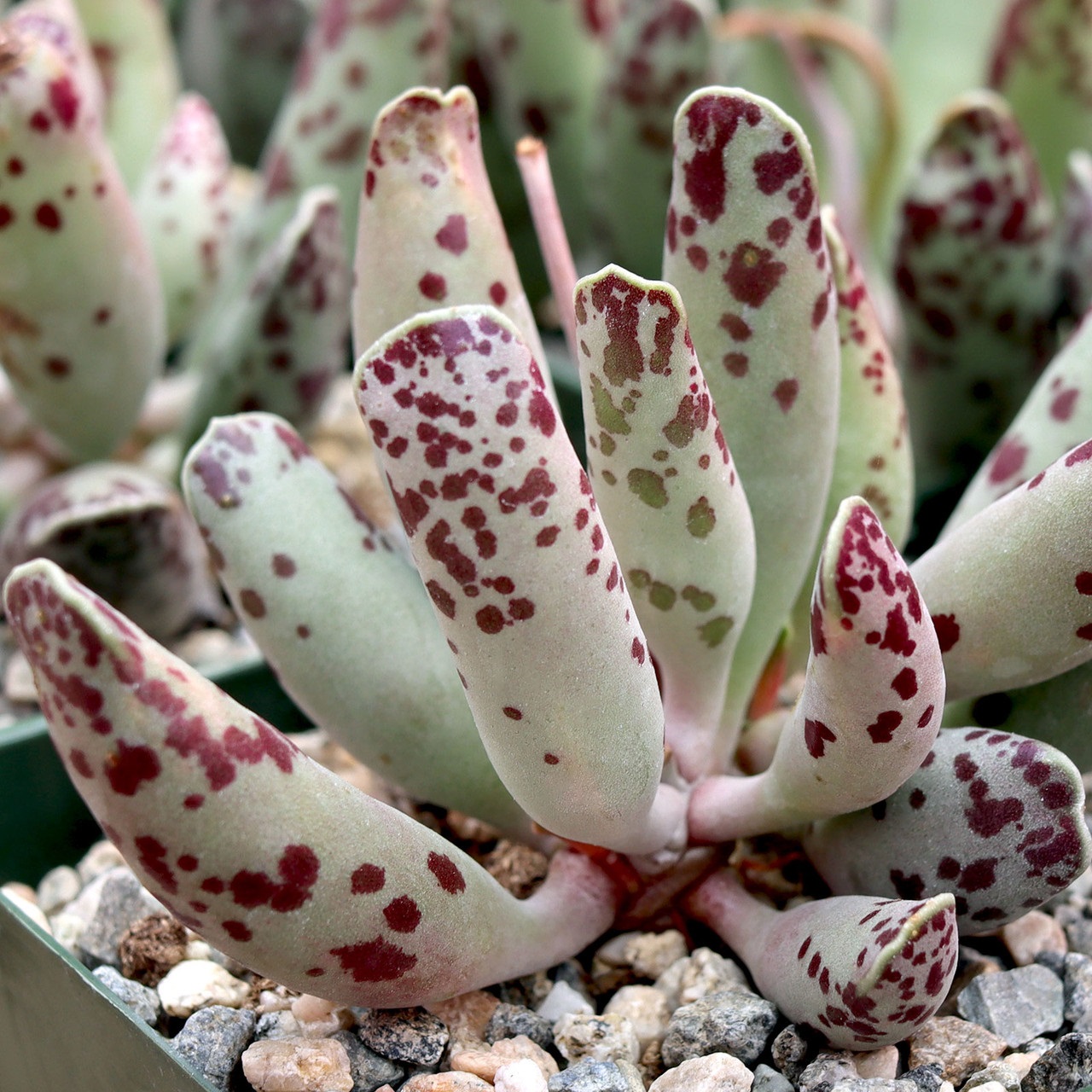 folhas de suculenta pata-de-tartaruga